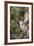 Acorn Woodpecker on Alligator Juniper-Larry Ditto-Framed Photographic Print