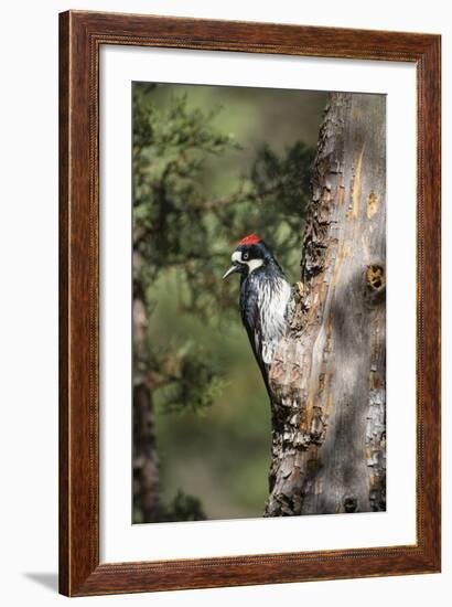 Acorn Woodpecker on Alligator Juniper-Larry Ditto-Framed Photographic Print