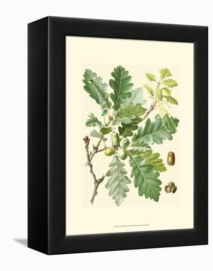 Acorns & Foliage I-null-Framed Stretched Canvas