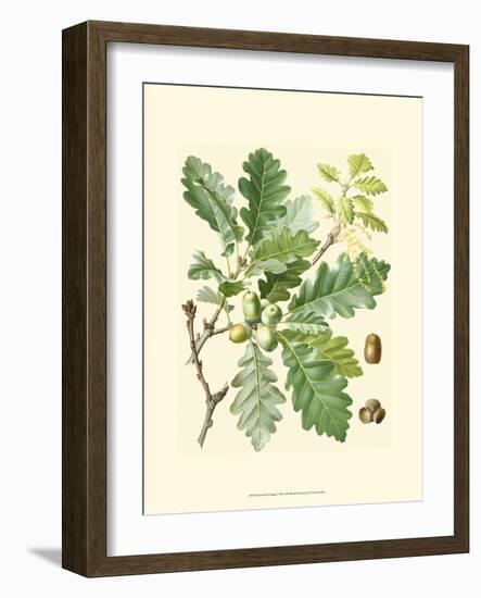 Acorns & Foliage I-null-Framed Art Print