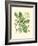Acorns & Foliage I-null-Framed Art Print