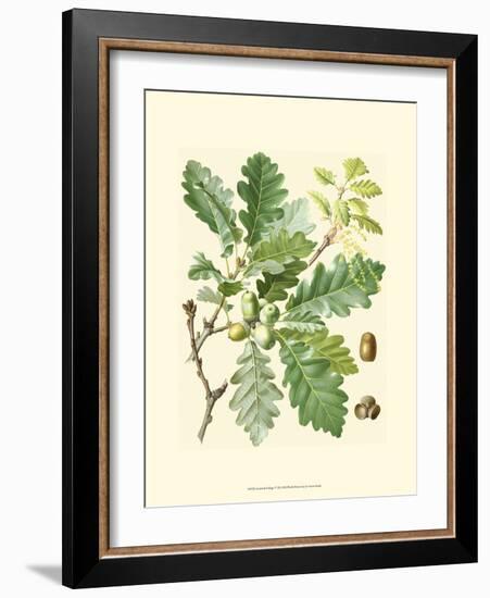 Acorns & Foliage I-null-Framed Art Print