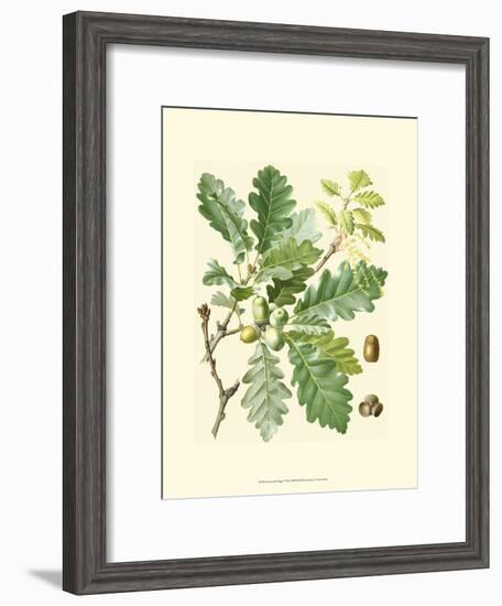 Acorns & Foliage I-null-Framed Art Print