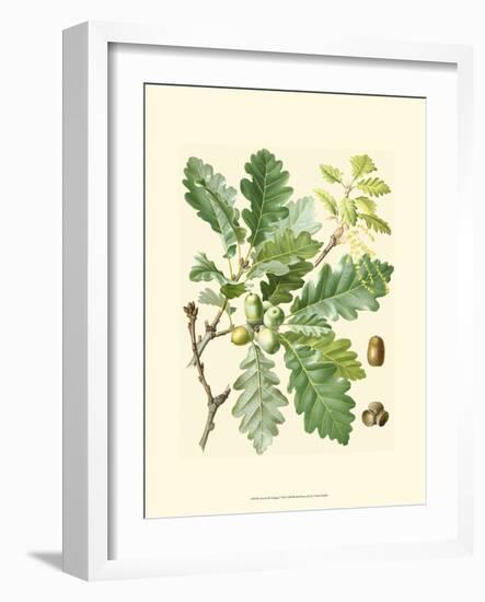 Acorns & Foliage I-null-Framed Art Print