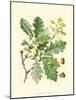 Acorns & Foliage I-null-Mounted Art Print