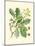 Acorns & Foliage I-null-Mounted Art Print