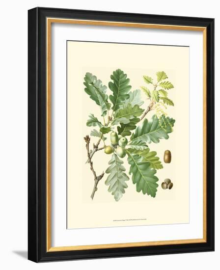 Acorns & Foliage I-null-Framed Art Print