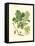 Acorns & Foliage II-null-Framed Stretched Canvas