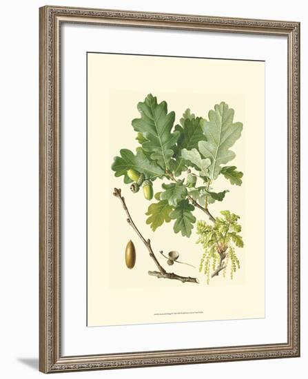 Acorns & Foliage II-null-Framed Art Print