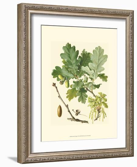 Acorns & Foliage II-null-Framed Art Print