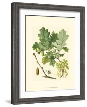 Acorns & Foliage II-null-Framed Art Print