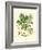 Acorns & Foliage II-null-Framed Art Print