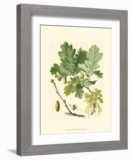 Acorns & Foliage II-null-Framed Art Print