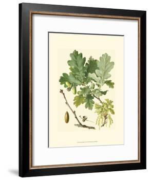 Acorns & Foliage II-null-Framed Art Print