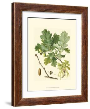 Acorns & Foliage II-null-Framed Art Print