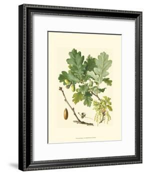 Acorns & Foliage II-null-Framed Art Print
