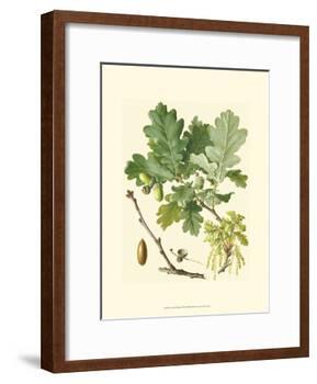 Acorns & Foliage II-null-Framed Art Print