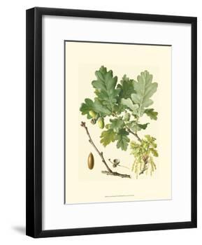 Acorns & Foliage II-null-Framed Art Print