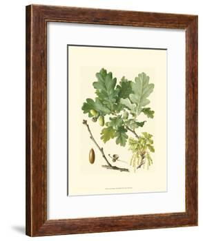 Acorns & Foliage II-null-Framed Art Print