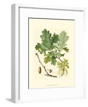 Acorns & Foliage II-null-Framed Art Print