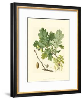 Acorns & Foliage II-null-Framed Art Print