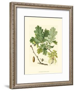 Acorns & Foliage II-null-Framed Art Print