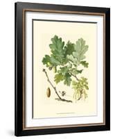 Acorns & Foliage II-null-Framed Art Print