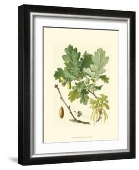 Acorns & Foliage II-null-Framed Art Print