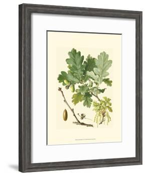Acorns & Foliage II-null-Framed Art Print