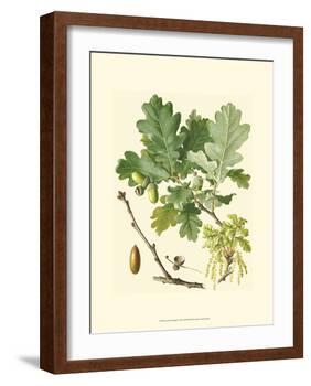 Acorns & Foliage II-null-Framed Art Print