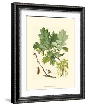 Acorns & Foliage II-null-Framed Art Print