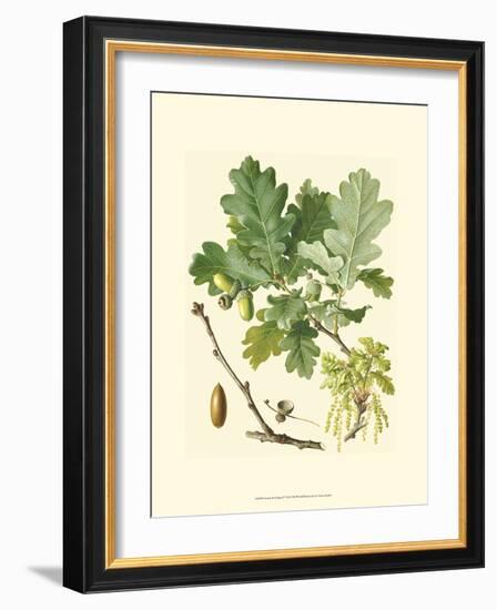 Acorns & Foliage II-null-Framed Art Print