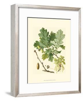 Acorns & Foliage II-null-Framed Art Print