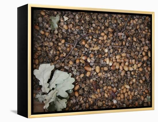 Acorns-Charlie Millar-Framed Premier Image Canvas