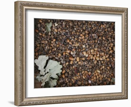 Acorns-Charlie Millar-Framed Giclee Print