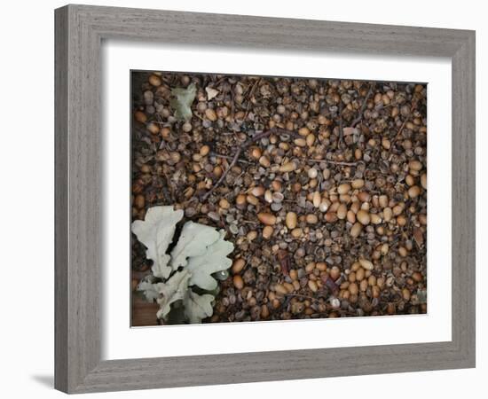 Acorns-Charlie Millar-Framed Giclee Print