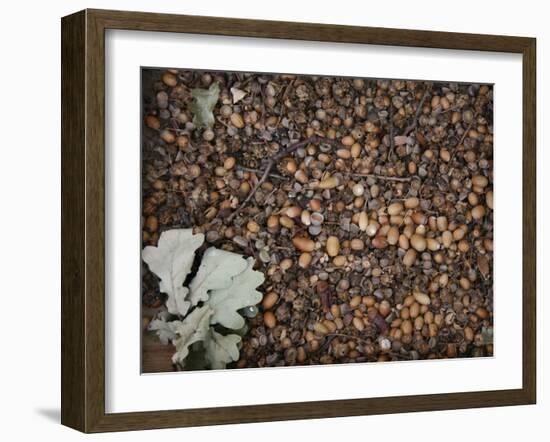 Acorns-Charlie Millar-Framed Giclee Print