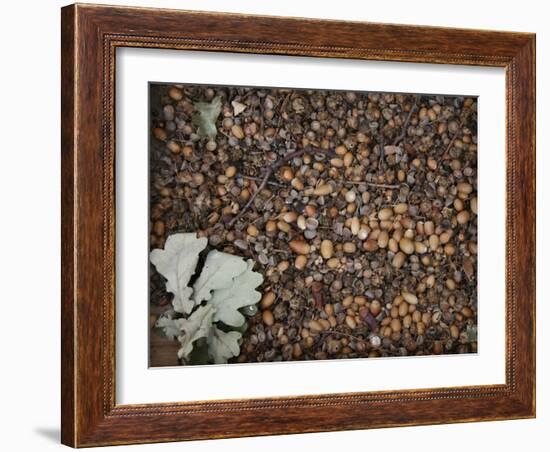 Acorns-Charlie Millar-Framed Giclee Print