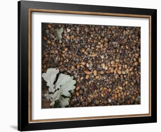 Acorns-Charlie Millar-Framed Giclee Print