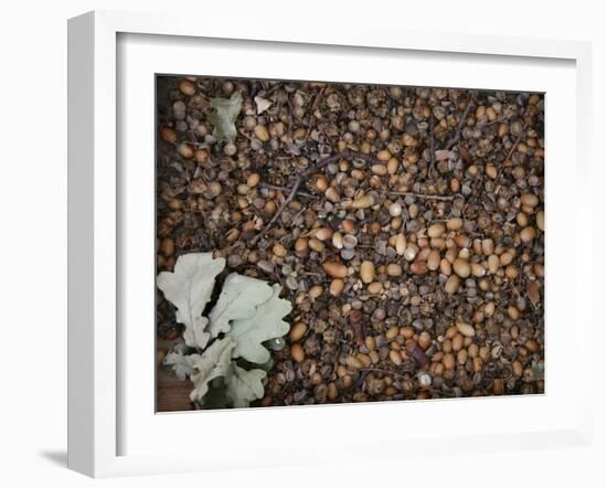 Acorns-Charlie Millar-Framed Giclee Print