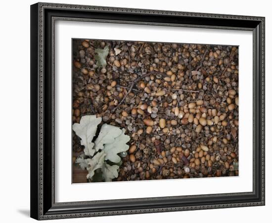 Acorns-Charlie Millar-Framed Giclee Print