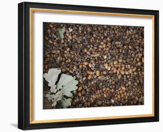 Acorns-Charlie Millar-Framed Giclee Print