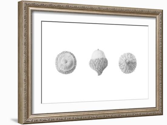 Acorns-Stacy Hsu-Framed Art Print