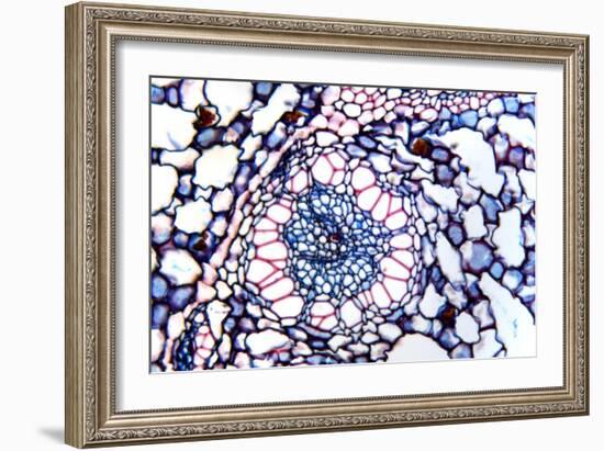 Acorus Calamus Rhizome, Light Micrograph-Dr. Keith Wheeler-Framed Photographic Print