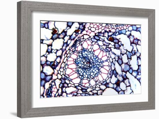 Acorus Calamus Rhizome, Light Micrograph-Dr. Keith Wheeler-Framed Photographic Print