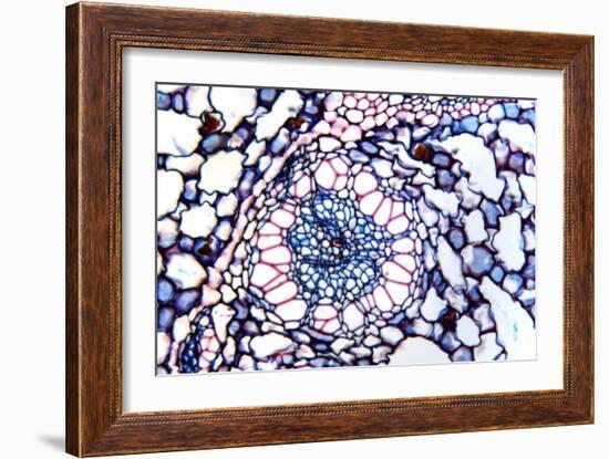 Acorus Calamus Rhizome, Light Micrograph-Dr. Keith Wheeler-Framed Photographic Print