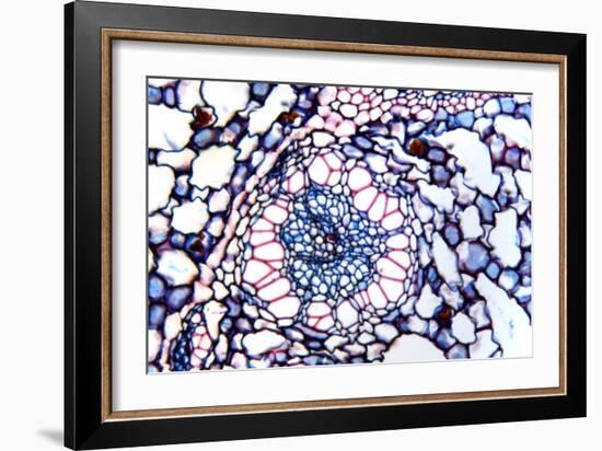 Acorus Calamus Rhizome, Light Micrograph-Dr. Keith Wheeler-Framed Photographic Print