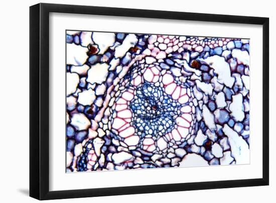 Acorus Calamus Rhizome, Light Micrograph-Dr. Keith Wheeler-Framed Photographic Print