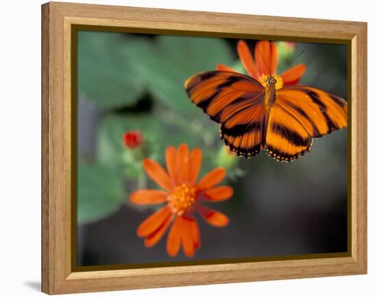 Acraea at Butterfly World, Florida, USA-Michele Westmorland-Framed Premier Image Canvas