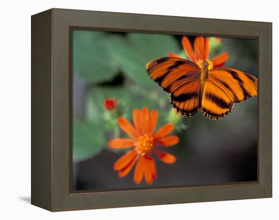 Acraea at Butterfly World, Florida, USA-Michele Westmorland-Framed Premier Image Canvas